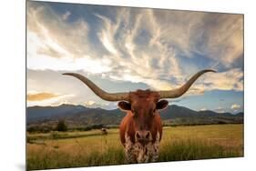 Texas Longhorn Steer in Rural Utah, Usa.-Johnny Adolphson-Mounted Photographic Print