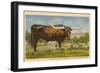 Texas Longhorn Steer-null-Framed Art Print