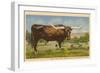 Texas Longhorn Steer-null-Framed Art Print