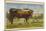 Texas Longhorn Steer-null-Mounted Art Print