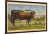 Texas Longhorn Steer-null-Framed Art Print