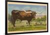 Texas Longhorn Steer-null-Framed Art Print