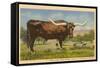 Texas Longhorn Steer-null-Framed Stretched Canvas