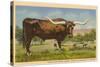 Texas Longhorn Steer-null-Stretched Canvas