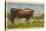 Texas Longhorn Steer-null-Stretched Canvas