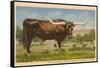 Texas Longhorn Steer-null-Framed Stretched Canvas