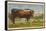 Texas Longhorn Steer-null-Framed Stretched Canvas