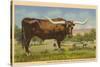 Texas Longhorn Steer-null-Stretched Canvas