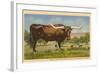 Texas Longhorn Steer-null-Framed Art Print