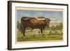 Texas Longhorn Steer-null-Framed Art Print