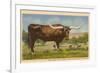 Texas Longhorn Steer-null-Framed Premium Giclee Print