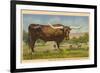 Texas Longhorn Steer-null-Framed Art Print