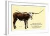 Texas Longhorn Steer-null-Framed Art Print