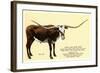 Texas Longhorn Steer-null-Framed Art Print