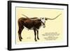 Texas Longhorn Steer-null-Framed Art Print