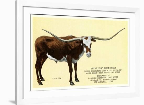 Texas Longhorn Steer-null-Framed Premium Giclee Print