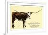 Texas Longhorn Steer-null-Framed Premium Giclee Print