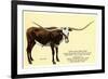 Texas Longhorn Steer-null-Framed Premium Giclee Print