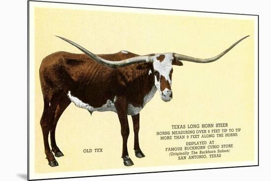 Texas Longhorn Steer-null-Mounted Premium Giclee Print