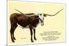 Texas Longhorn Steer-null-Mounted Premium Giclee Print