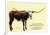 Texas Longhorn Steer-null-Framed Art Print