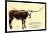 Texas Longhorn Steer-null-Framed Art Print