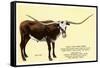 Texas Longhorn Steer-null-Framed Stretched Canvas