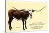 Texas Longhorn Steer-null-Stretched Canvas