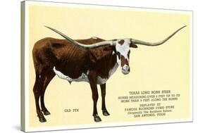 Texas Longhorn Steer-null-Stretched Canvas