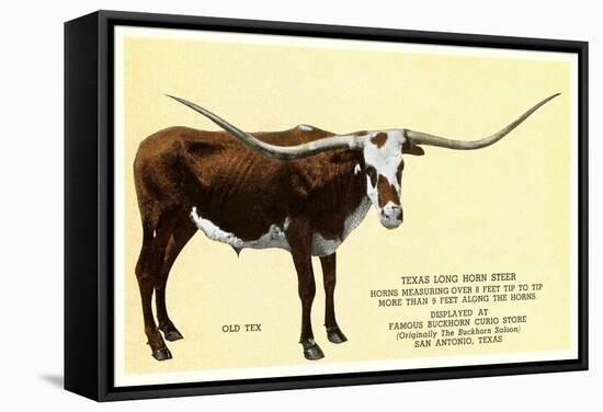 Texas Longhorn Steer-null-Framed Stretched Canvas