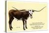 Texas Longhorn Steer-null-Stretched Canvas