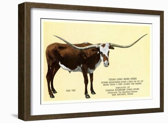 Texas Longhorn Steer-null-Framed Art Print