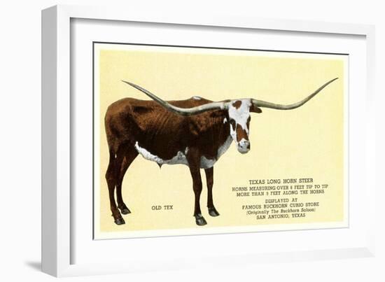 Texas Longhorn Steer-null-Framed Art Print