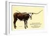 Texas Longhorn Steer-null-Framed Art Print