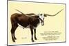 Texas Longhorn Steer-null-Mounted Art Print