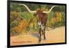 Texas Longhorn Steer-null-Framed Art Print