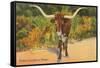 Texas Longhorn Steer-null-Framed Stretched Canvas