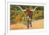 Texas Longhorn Steer-null-Framed Premium Giclee Print