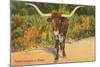 Texas Longhorn Steer-null-Mounted Art Print