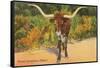 Texas Longhorn Steer-null-Framed Stretched Canvas