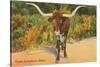 Texas Longhorn Steer-null-Stretched Canvas