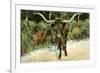 Texas Longhorn-null-Framed Premium Giclee Print