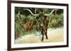 Texas Longhorn-null-Framed Premium Giclee Print