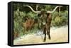 Texas Longhorn-null-Framed Stretched Canvas