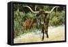 Texas Longhorn-null-Framed Stretched Canvas