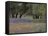 Texas Paintbrush and Bluebonnets Below Oak Trees, Hill Country, Texas, USA-Adam Jones-Framed Stretched Canvas