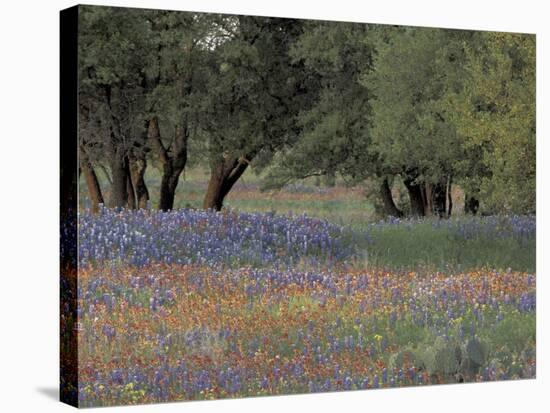 Texas Paintbrush and Bluebonnets Below Oak Trees, Hill Country, Texas, USA-Adam Jones-Stretched Canvas