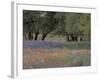 Texas Paintbrush and Bluebonnets Below Oak Trees, Hill Country, Texas, USA-Adam Jones-Framed Photographic Print