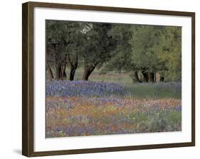 Texas Paintbrush and Bluebonnets Below Oak Trees, Hill Country, Texas, USA-Adam Jones-Framed Photographic Print