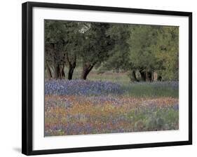 Texas Paintbrush and Bluebonnets Below Oak Trees, Hill Country, Texas, USA-Adam Jones-Framed Photographic Print